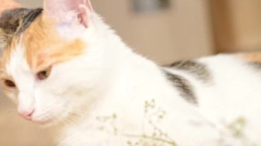 Kedi maçtan sonra yorgun. Meraklı evcil hayvan. Üç renkli evcil kedi.