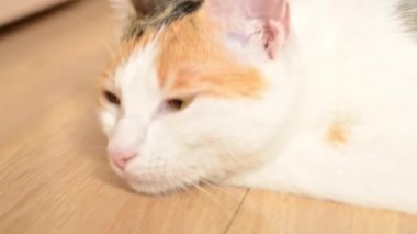 Kedi yerde uyuyakalır. Tembel hayvan. Üç renkli evcil kedi.