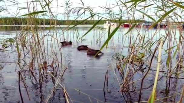 アヒルは湖で泳いで食べる。草の中で — ストック動画