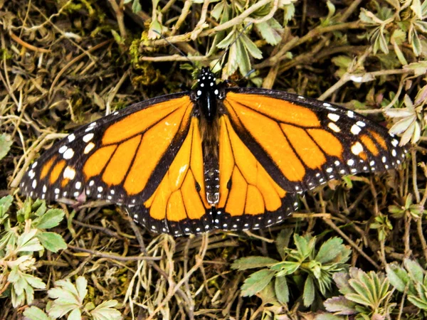 Mariposa Monarca Descansando Suelo — Foto de Stock