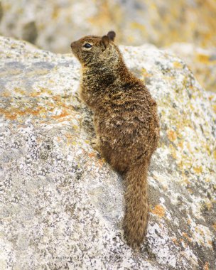 Kayanın üzerinde sevimli sincap