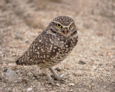 Parlak ve BEAUITFUL sarı papatyalar