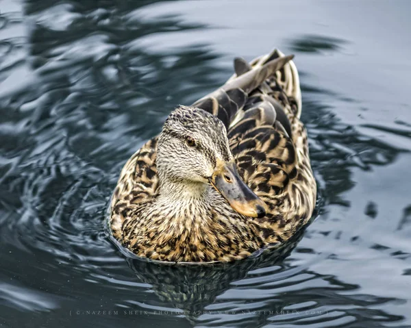 Calm Duck swimming on the pond