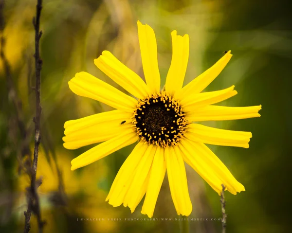 Einzelne Gelb Blühende Frühlingsblume — Stockfoto