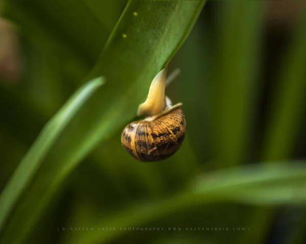 Curled Up Snail Hanging On a Leaf