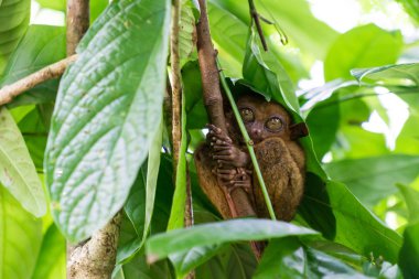 Sevimli Hayvanlar, Bohol, Filipinler'de Nesli Tükenmekte Olan Tarsier