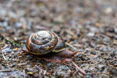 Pacific Sideband Large Snail in Oregon Forest