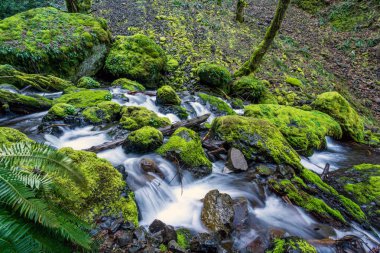 Oregon'ın ünlü Columbia River Gorge dereye yosunlu taşlara. Kuzeybatı Pasifik