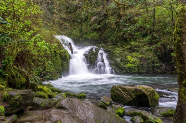 Sweet Creek Falls in Spring - Mapleton, Oregon Coast