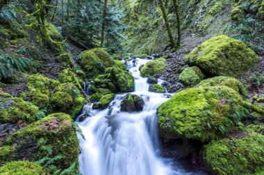 Basamaklı şelale ve akış, yosun kaplı kayalar. İkonik Oregon görüntü, Kuzeybatı Pasifik