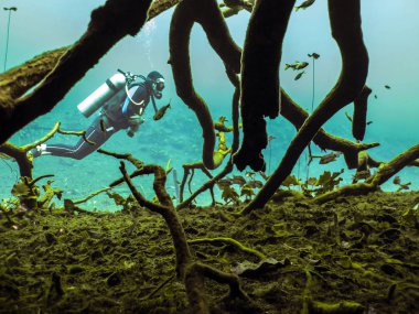 Dalış, Scuba Diver içinde hipotermik Aktun Ha Tulum, Meksika yakınındaki mağara.
