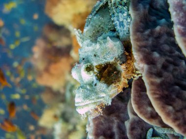 Kamufle Scorpionfish üzerinde resif - Moalboal, Filipinler