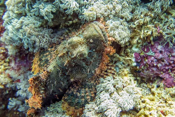 Kamufle Scorpionfish üzerinde resif - Moalboal, Cebu, Filipinler