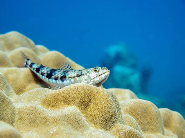 Lizardfish Παρουσιάζουν Δόντια Στηρίζεται Κοράλλια Νησιά Περέντιαν Μαλαισία — Φωτογραφία Αρχείου