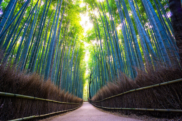 Pathway through Arashiyama Bamboo Forest Grove, Kyoto Prefecture, Japan