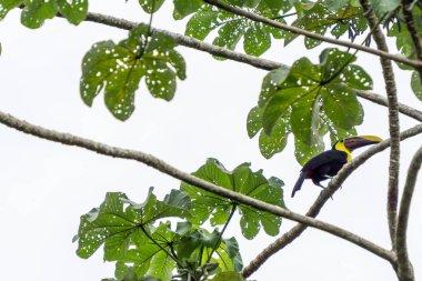 Vahşi - Corcovado Milli Parkı, Kosta Rika kestane Mandibled Toucan