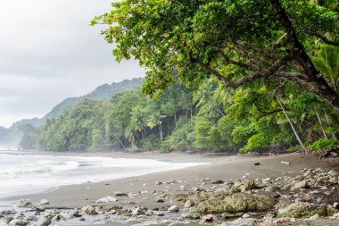 Secluded, Empty Beach and Rain Forest at Corcovado National Park, Costa Rica clipart