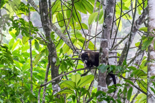 Vahşi Corcovado Milli Parkı Kosta Rika Beyaz Burunlu Coati Coatimundi — Stok fotoğraf