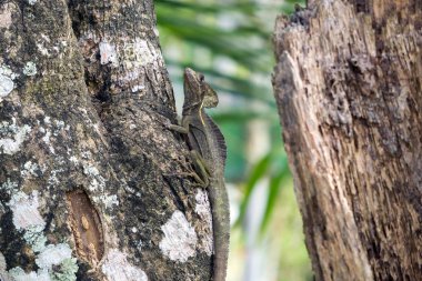 Tüylü Basilisk veya İsa Mesih kertenkele - Manzanillo, Limon, Kosta Rika yaban hayatı