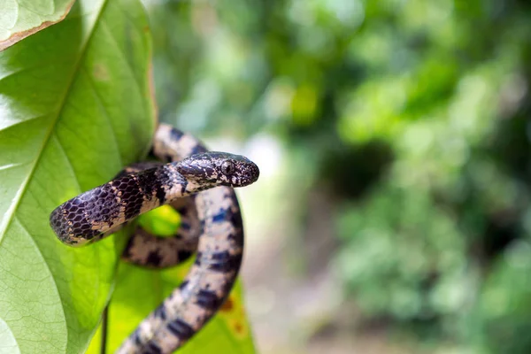 Snake Eating Snake Wild Sibon Nebulatus Dominical Puntarenas Costa Rica — Photo