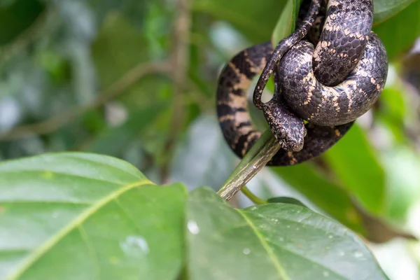 Cloudy Snail Eater Snake Costa Rica Wildlife — Stock Photo, Image