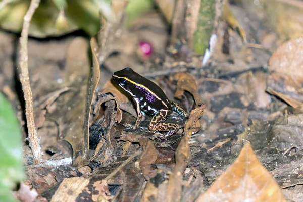 Striped Poison Dart Frog - Costa Rica Wildlife