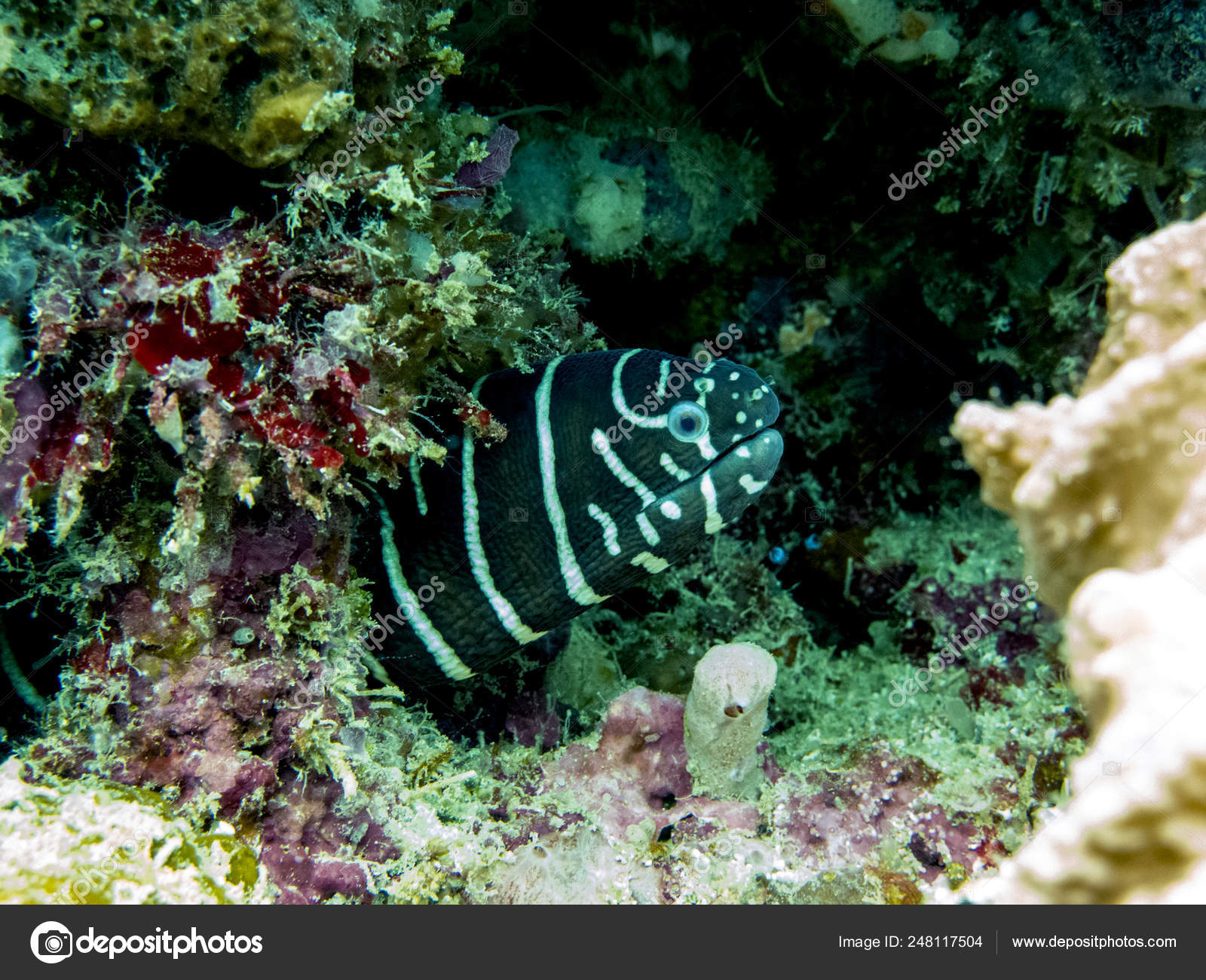 Zebra Moray Eel Hidden Coral Reef Borneo Malaysia Stock Photo by
