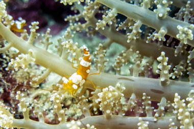 Bodur Anemone karides - Moalboal, Cebu Filipinler