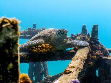 Green Sea Turtle Resting on Ship Wreck - Mabul Island, Borneo, Malaysia clipart