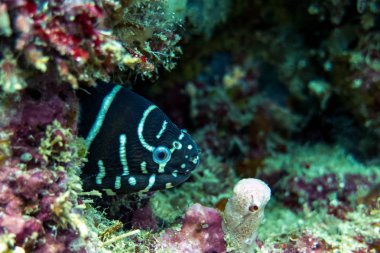 Mercan - Borneo, Malezya gizli zebra Moray yılan balığı