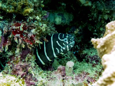 Mercan - Borneo, Malezya gizli zebra Moray yılan balığı