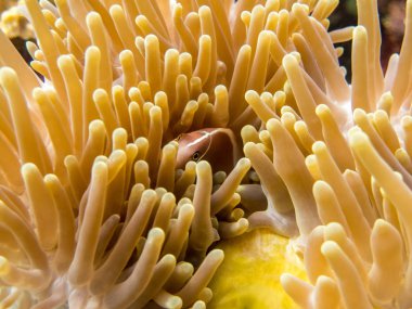Pembe kokarca Anemone balıklar deniz Anemone - Borneo, Malezya gizli