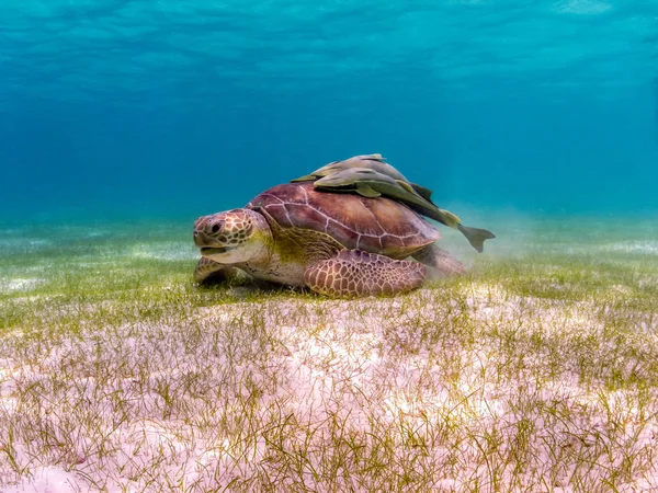 Green Sea Turtle Remora Suckerfish Shell Akumal Yucatan Mexico — Stock Photo, Image