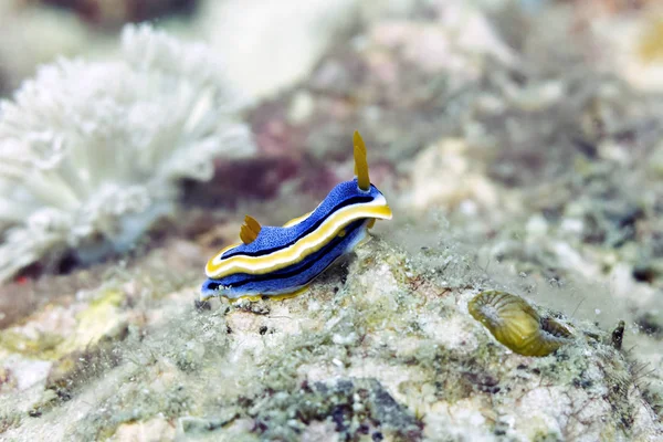 五颜六色的蓝黄和黄 Nudibranch 铬斑潜蝇 — 图库照片