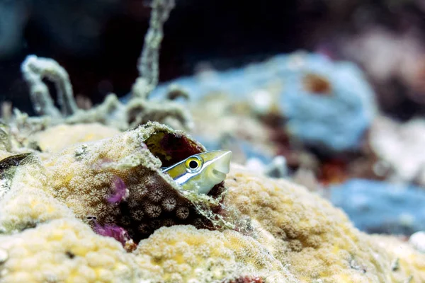 Ριγέ Fang Blenny Ψάρια Αλμυρού Νερού Sipadan Island Μπόρνεο Μαλαισία — Φωτογραφία Αρχείου