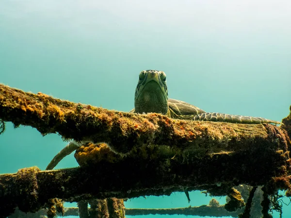 Πράσινη Θαλάσσια Χελώνα Ακουμπά Ναυάγιο Μπόρνεο Μαλαισία — Φωτογραφία Αρχείου