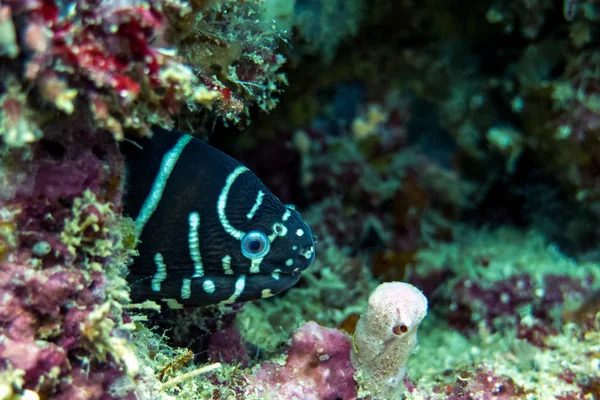 Zebra Muränor Gömd Coral Reef Borneo Malaysia — Stockfoto