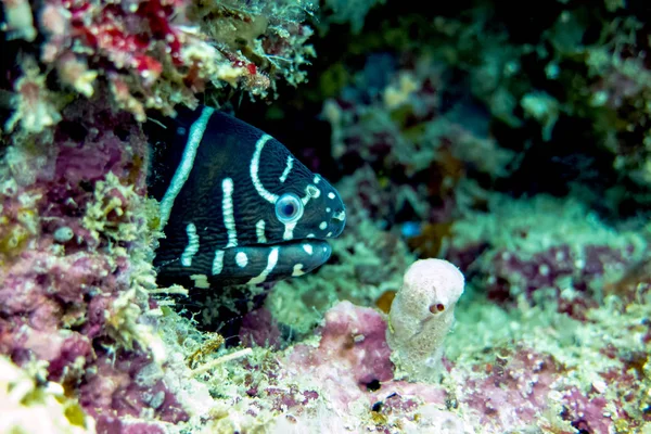 Zebra Moray Eel Hidden Coral Reef Bornéu Malásia — Fotografia de Stock