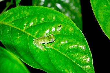 Lekeli cam Frog - Kosta Rika sarı Flecked Glassfrog