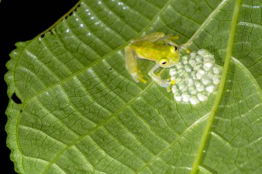 Reticulated Glass Frog Guarding the Eggs - Costa Rica Wildlife clipart