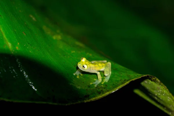 Grenouille Vitrée Réticulée Dans Forêt Pluviale Sauvage Puntarenas Costa Rica — Photo