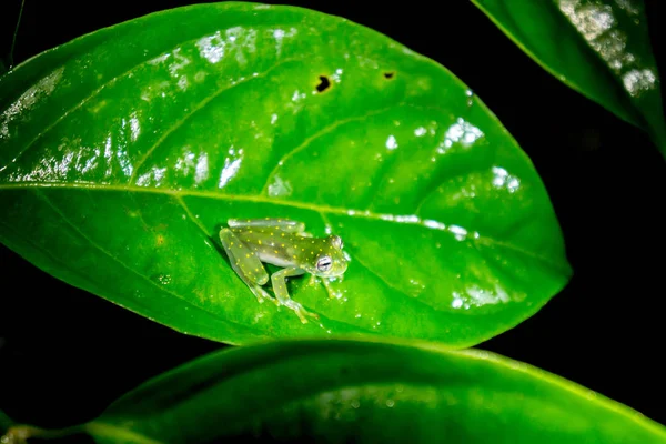 Rana Vidrio Rana Cristal Moteada Amarilla Costa Rica — Foto de Stock