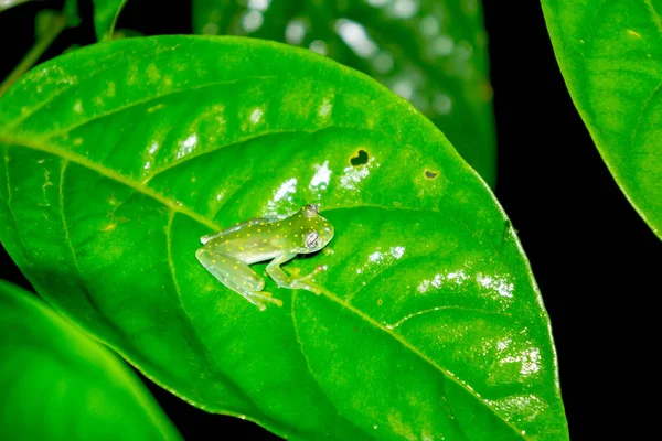 발견된 개구리 코스타리카에서 노란색 Flecked Glassfrog — 스톡 사진