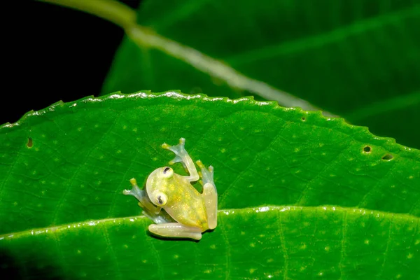 Retiküle cam Frog vahşi yağmur ormanlarında Puntarenas, Costa Rica