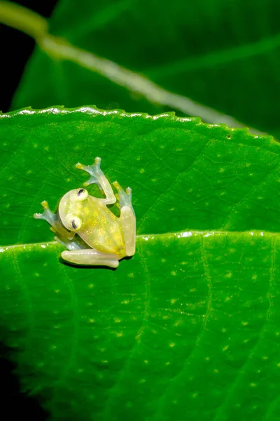 Retiküle cam Frog vahşi yağmur ormanlarında Puntarenas, Costa Rica