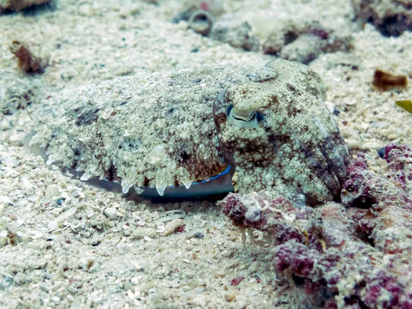 Inktvis Gecamoufleerd Koraalrif Sipadan Eiland Borneo — Stockfoto