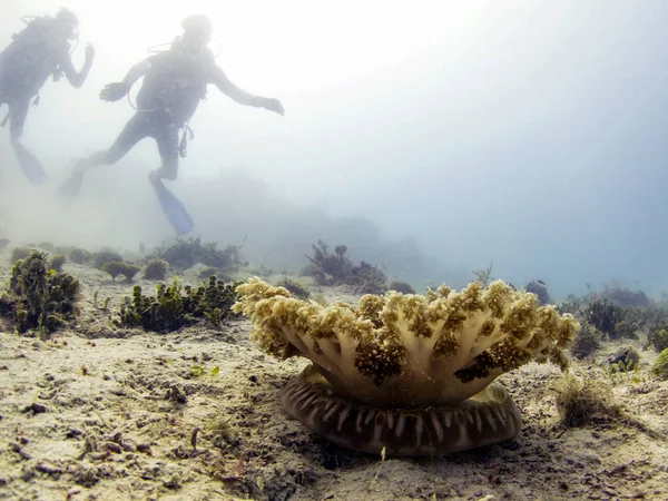 Upside Jellyfish Mangrove Jellyfish Scuba Divers Background — Stock Photo, Image