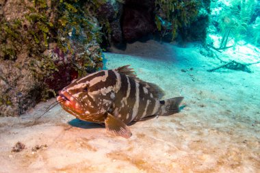 Nassau orfoz Belize mercan kayalığı ıstakoz beslenirler