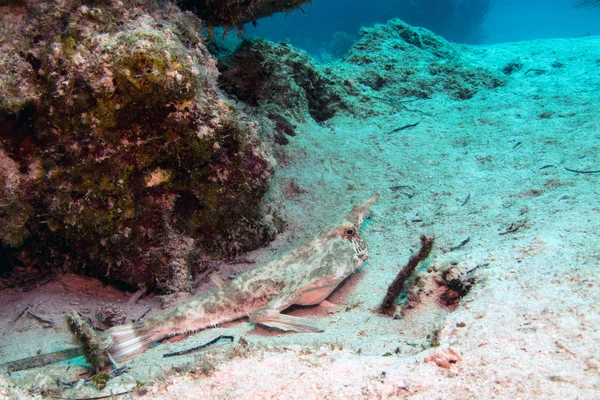 Μακρύρυγχος Batfish Στο Μπελίζ Barrier Reef Ogcocephalus Corniger — Φωτογραφία Αρχείου