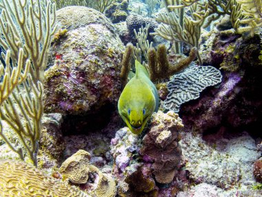 Yeşil Müren balığı mercan, Belize